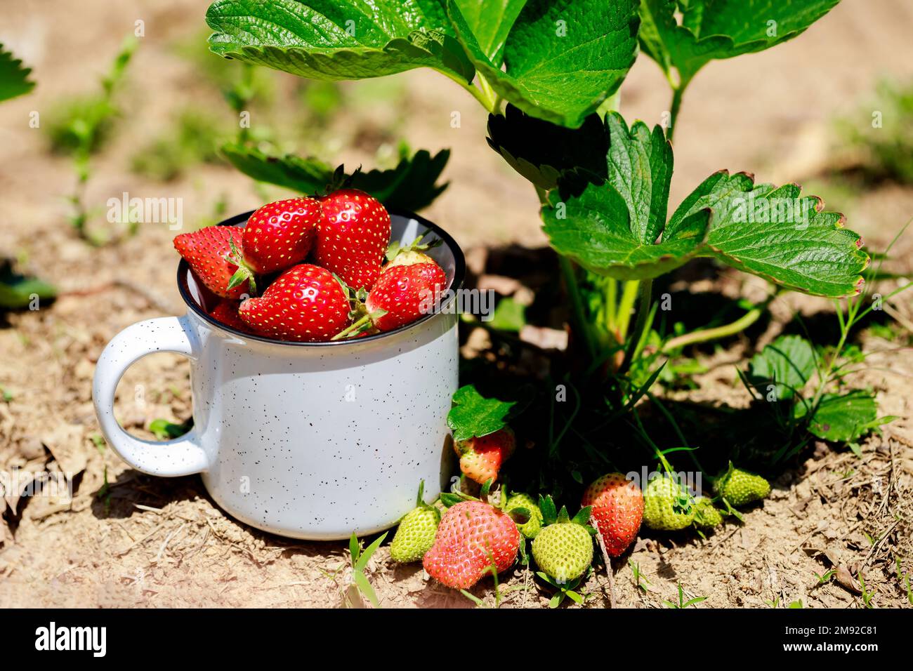 Biologisch erzeugte Erdbeeren im Garten, reif und saftig. Stockfoto