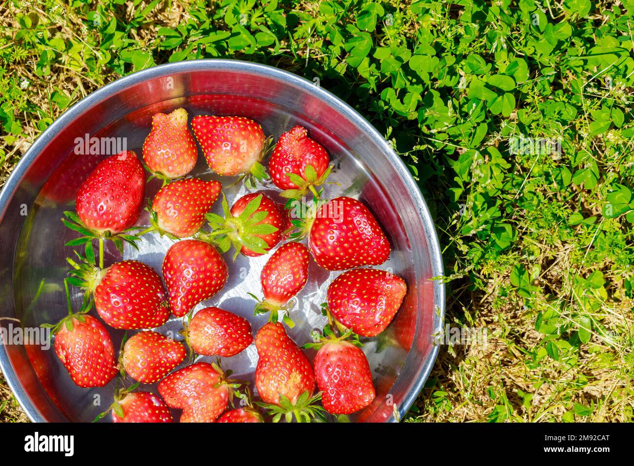 Reife, saftige Erdbeeren in der Schüssel mit Wasser abspülen. Stockfoto