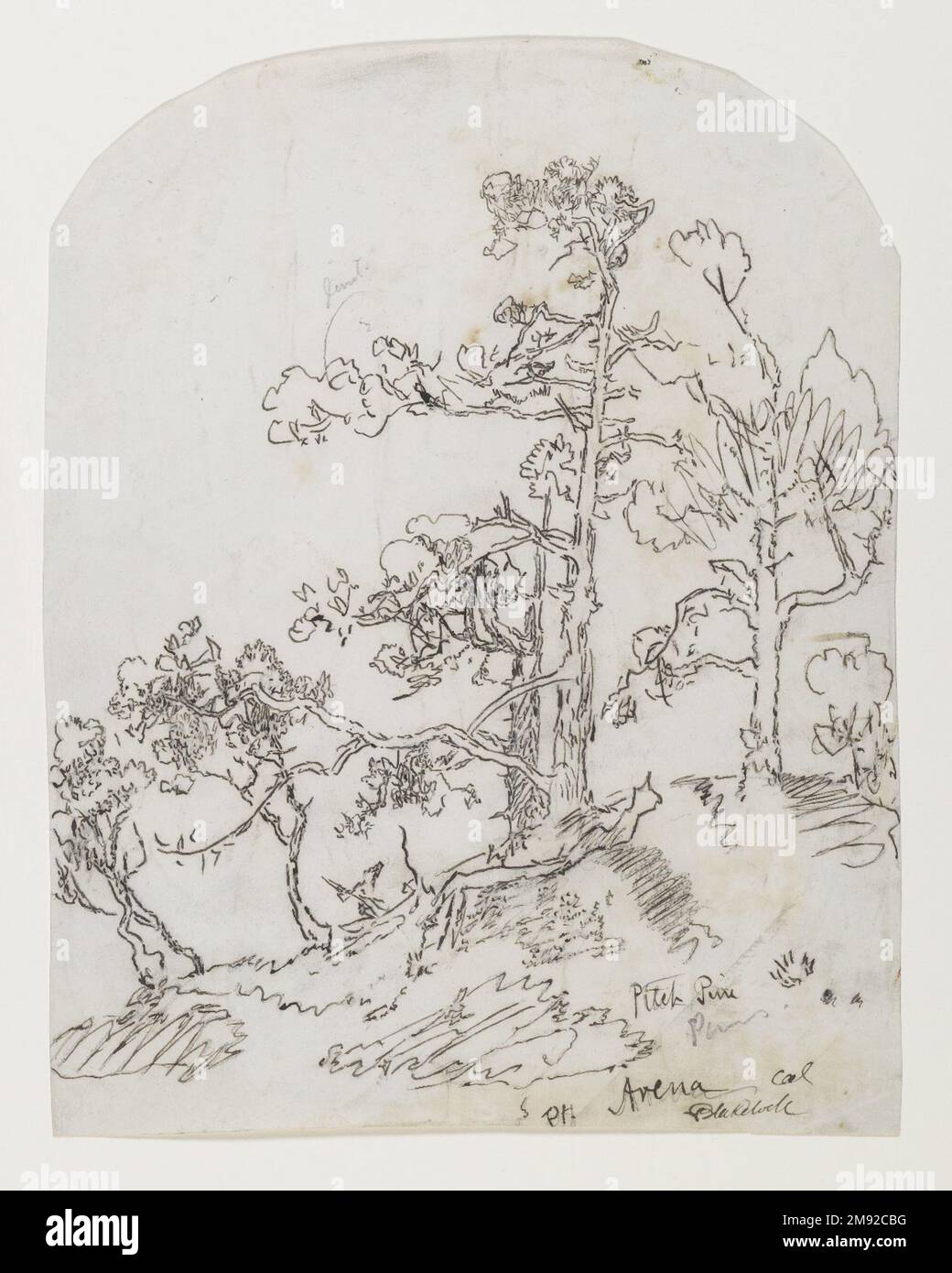 Pitch Pine, Point Arena, California Ralph Albert Blakelock (Amerikanisch, 1847-1919). Pitch Pine, Point Arena, Kalifornien, ca. 1869-1871. Tinte und Graphit auf mäßig dickem, mäßig strukturiertem, cremefarbenem gewebtem Papier, Bogen (oben abgerundet): 10 15/16 x 8 1/2 cm (27,8 x 21,6 cm). Während der Reise durch den amerikanischen Westen produzierte Ralph Blakelock mehr als hundert Skizzen vor Ort, darunter diese Zeichnungen von Point Arena und Russian Gulch, Stätten entlang der Küste nördlich von San Francisco. Wie es für diese Arbeit typisch ist, hat er jedes Bild mit Bleistift ausgeführt und dann über seine Graphitlinie gezeichnet Stockfoto