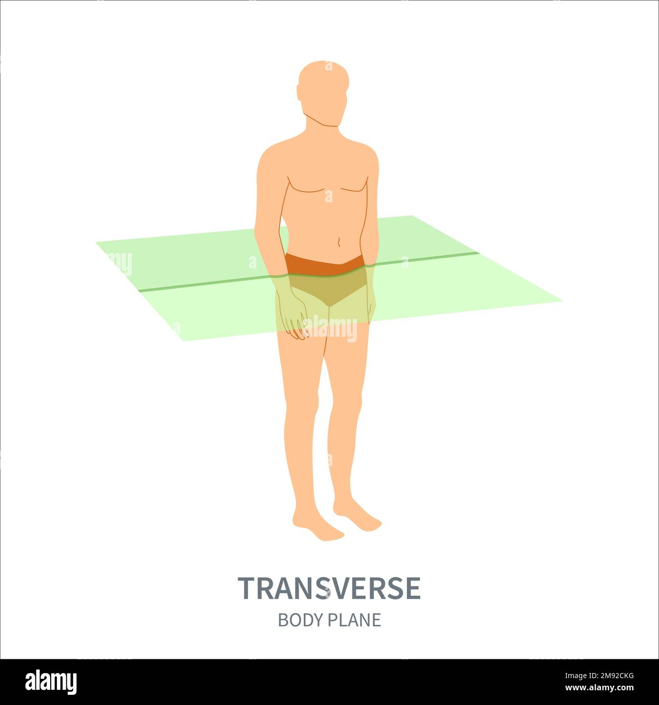 Transversale Scanebene für Diagramm der axialen Schallkopfausrichtung Stock Vektor