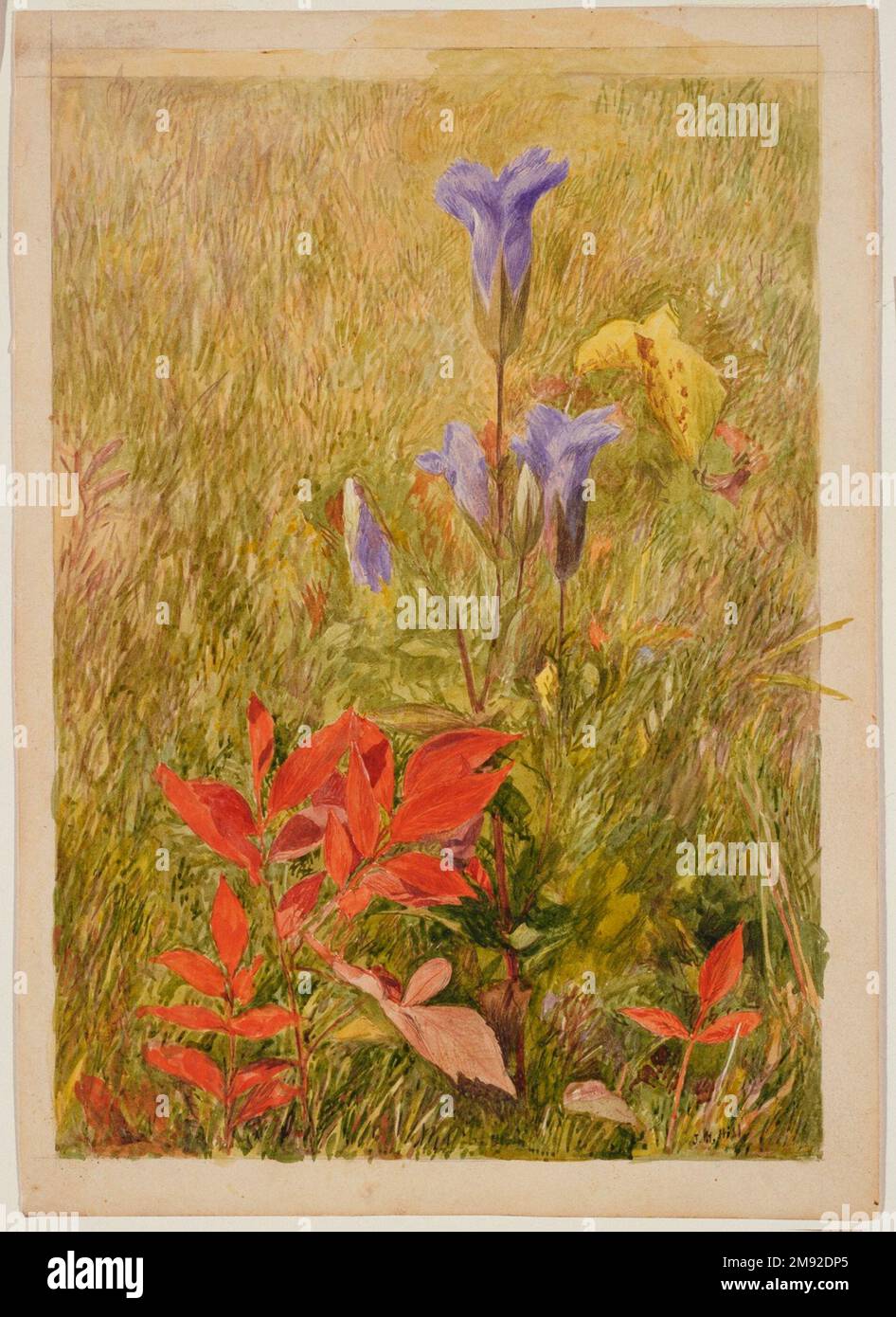 Die Fransen John Henry Hill (Amerikanisch, 1839-1922). Gesäumte Dentians, ca. 1867. Aquarell mit Unterzeichnung mit Graphitstift auf Papier, 10 1/8 x 7 1/8 Zoll (25,7 x 18,1 cm). In diesem Werk von John Henry Hill, dem Sohn des berühmten amerikanischen Malers John William Hill aus der Zeit vor der Rraphaelite, steht die schlanke Form und azurblaue Farbe der ungewöhnlich großen Enzianwildblume im Kontrast zu den leuchtend roten Blättern des Virginia-Kriechers daneben. Beide Pflanzen wachsen vor dem Hintergrund trockener brauner Gräser – eine typisch russische Darstellung, die von der traditionellen Stillleben in Innenräumen abweicht Stockfoto