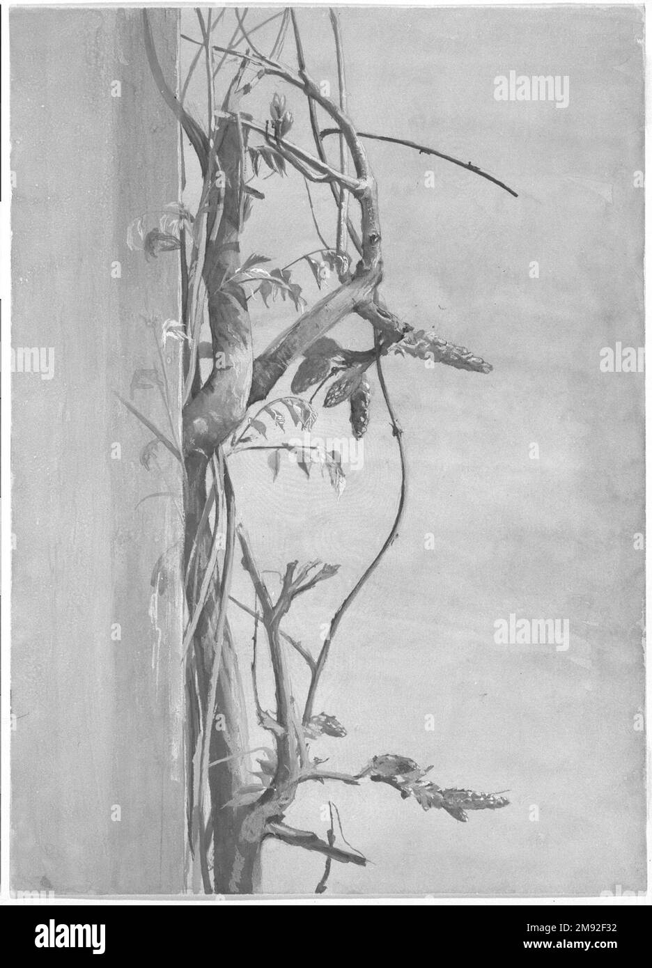 Wisteria on a Wall Fidelia Bridges (amerikanisch, 1834-1923). Wisteria on a Wall, 1870er. Aquarell über Graphit auf Papier, 14 x 10 1/16 Zoll (35,6 x 25,6 cm). Das Zeichnen und Malen in Aquarell war ein wichtiger Teil der sanften weiblichen Kultur im 19. Jahrhundert. Fidelia Bridges, ein Brooklynit, erreichte einen ungewöhnlichen Erfolg als professionelle Künstlerin und wurde bekannt für ihre detaillierten und dekorativen Aquarelle von Blumen und Vögeln. Die genaue Beobachtung des Pflanzenlebens durch Bridges – ein Thema, das von den amerikanischen Ruskinianern besonders geschätzt wird – zeigt sich in diesem sorgfältig artikulierten Hengst Stockfoto