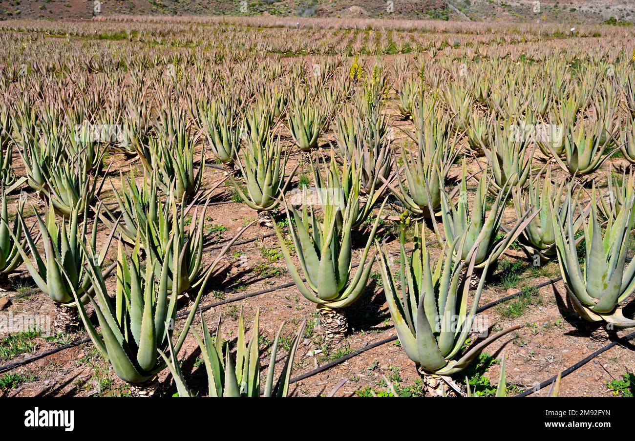 Aloe Vera Felder Plantage in Lanzarote, Kanarische Inseln, Spanien  Stockfotografie - Alamy