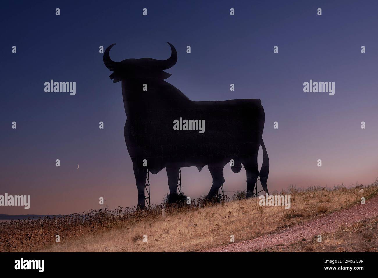 Der Osborne Black Bull bei Sonnenuntergang Stockfoto
