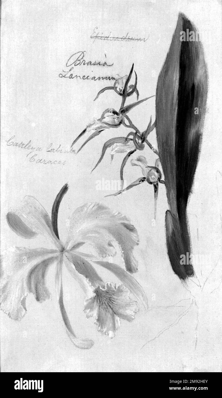 Two Orchids, Brassia Lanceana, Cattleya Labiata William Jacob Hays (Amerikanisch, 1830-1875). , 1869. Öl und Graphit auf Leinwand, 12 3/8 x 7 5/8 Zoll (31,4 x 19,4 cm). Hays unternahm regelmäßig Ausflüge zu den amerikanischen Wäldern und der Grenze, aber er musste nicht weit reisen, um die hier dargestellten exotischen Exemplare zu finden, da Orchideen in Gewächshäusern in seiner Heimatstadt New York City kultiviert wurden. Der Künstler begann mit Bleistiftzeichnungen – die in einigen Bereichen noch sichtbar sind – und vervollständigte dann die Pflanzenformen in Ölfarbe. Diese Studien gehörten zu vielen, die er in Vorbereitung auf seine großen, sehr detaillierten Schmerzen gemacht hat Stockfoto