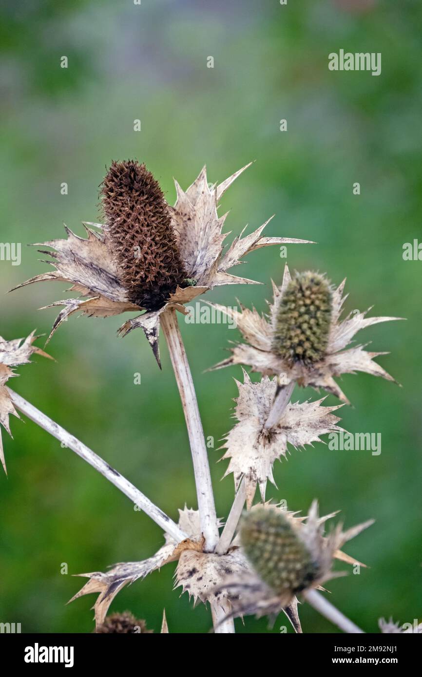 Nahaufnahme des Saatguts einer verblassten wilden Kardone (Dipsacus fullonum) Stockfoto