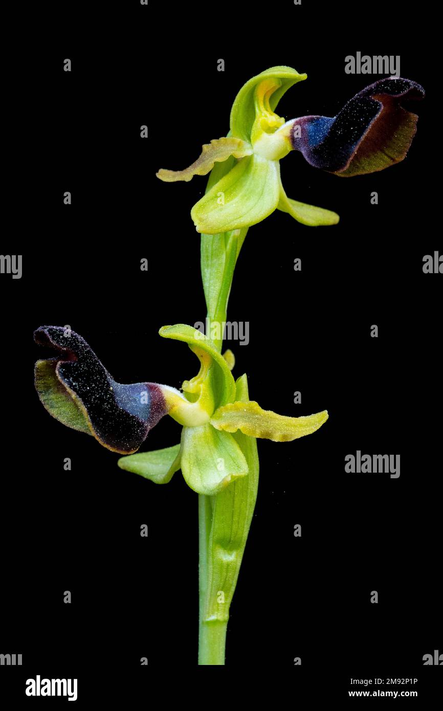 Blume von Ophrys atlantica mit sanften Blütenblättern und angenehmem Aroma, das vor dunklem Hintergrund blüht Stockfoto