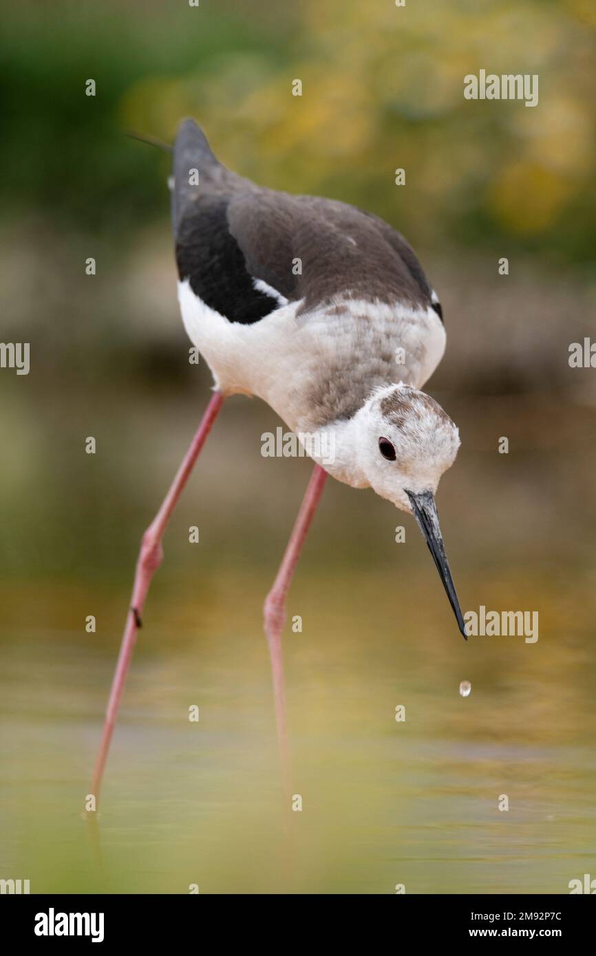 Anmutiger schwarzer geflügelter Himantopus Himantopus mit dünnen langen Beinen, die in der Pfütze stehen und Trinkwasser auf verschwommenem Naturhintergrund Stockfoto