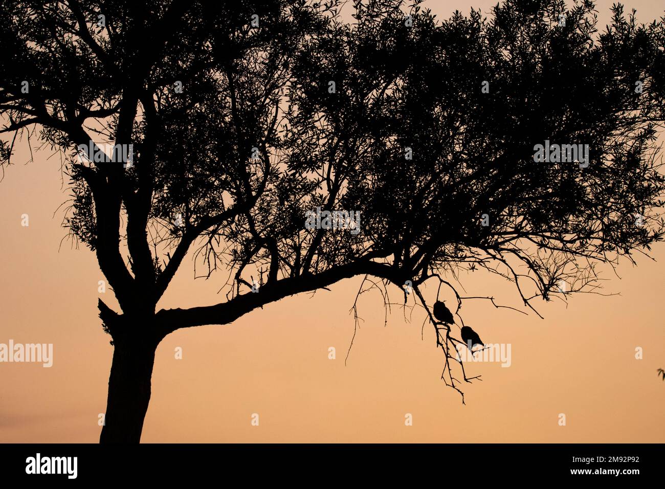 Die Silhouette von Eulen, die bei Sonnenuntergang nebeneinander auf einem Baumzweig gegen den Himmel stehen Stockfoto