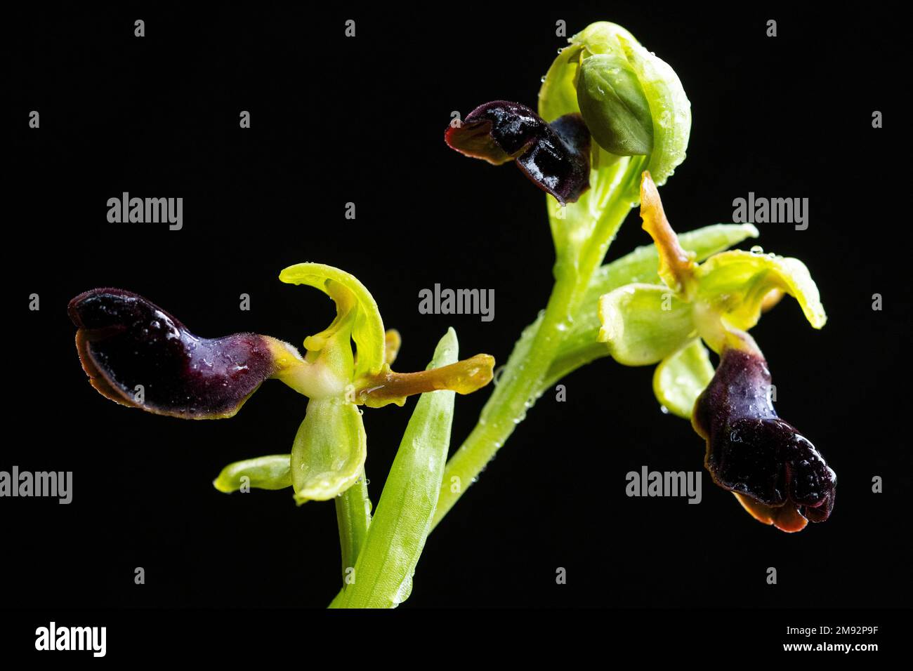 Blume von Ophrys atlantica mit sanften Blütenblättern und angenehmem Aroma, das vor dunklem Hintergrund blüht Stockfoto