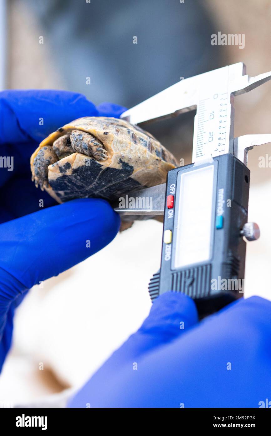 Crop anonym Doctor in Handschuhen zur Messung der Grösse maurischer Schildkröte mit elektronischem digitalen Messschieber während der Sitzungsbemaßung Sessi Stockfoto