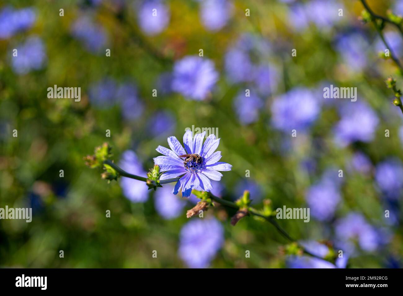 Blühende blaue Matrosenblumen mit dünnen grünen Stämmen, die an sonnigen Tagen auf dem Feld wachsen Stockfoto