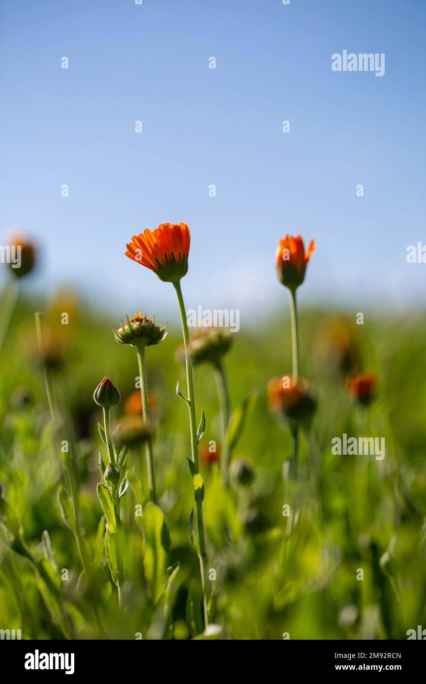Nahaufnahme von leuchtend orangefarbenen Topf-Tampelblumen, die an sonnigen Sommertagen auf grüner Wiese vor verschwommenem Hintergrund wachsen Stockfoto