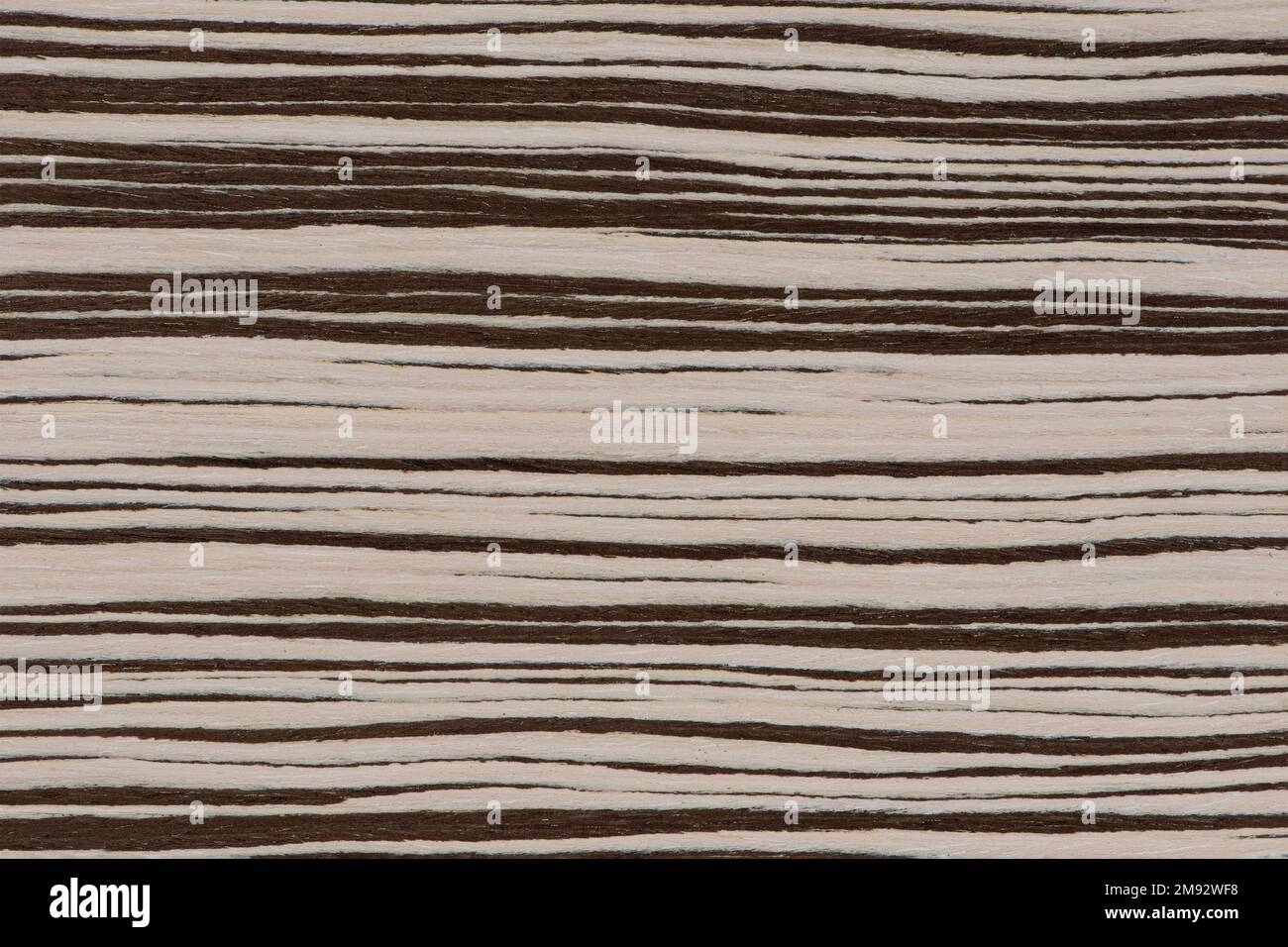 Struktur von Naturholz mit horizontalen schwarz-weißen Streifen. Zebraholzstruktur Nahaufnahme. Hochwertiger Holzhintergrund Stockfoto