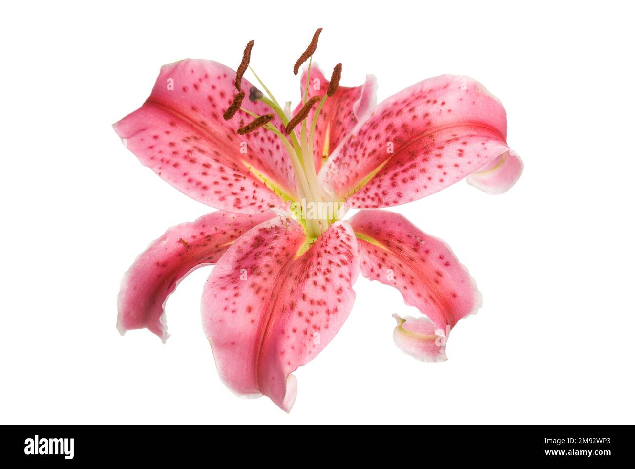 Eine einzelne rote Lilienblume, isoliert auf Weiß Stockfoto