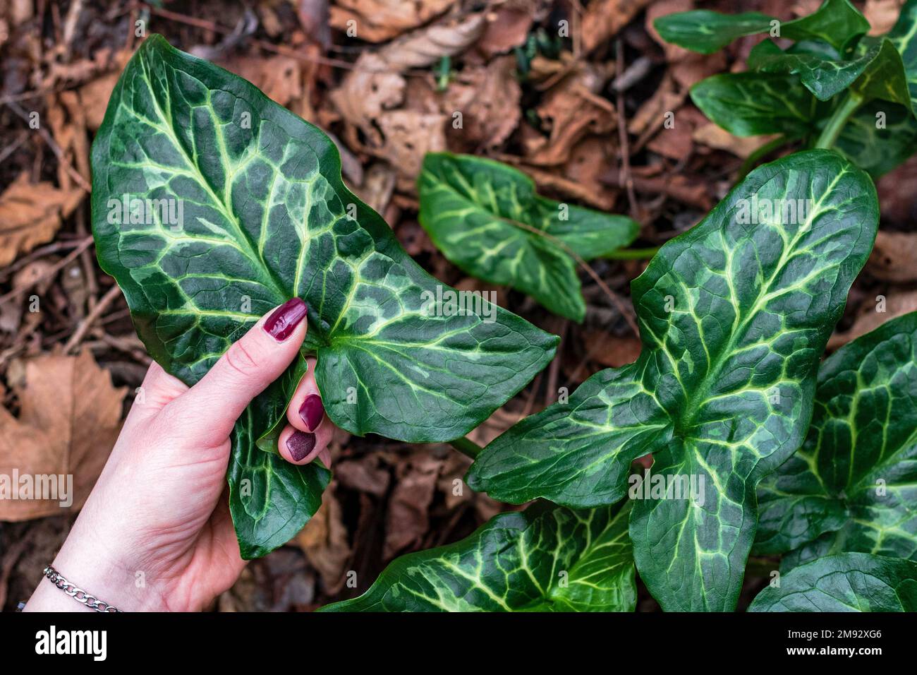 Nahaufnahme einer weiblichen Hand mit pinkfarbenen Nägeln auf grünem Hintergrund, die grüne Blätter im Wald sammeln. Trendige Nagelfarbe Magenta in der Farbe 2023. Stockfoto