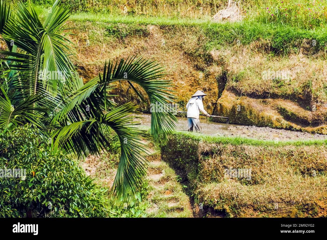 Mann, der in einer traditionellen Reisplantation in Ubud, Bali, arbeitet Stockfoto