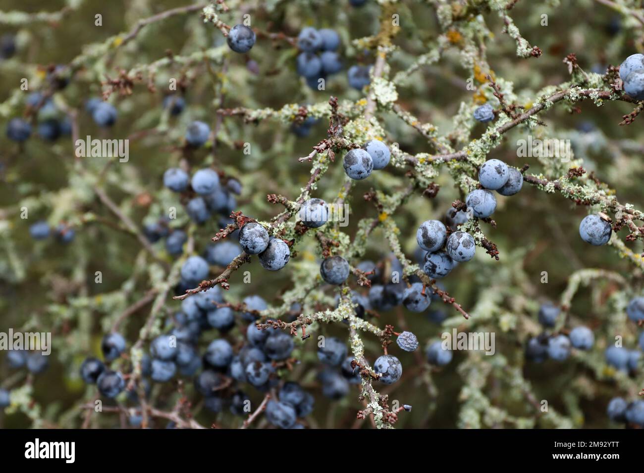 Schwarzdorn ist die Frucht des Dornpflaumenbaums, der am Ende des Sommers in kleine, stark mattierte blaue bis blau-schwarze Trommeln reift Stockfoto
