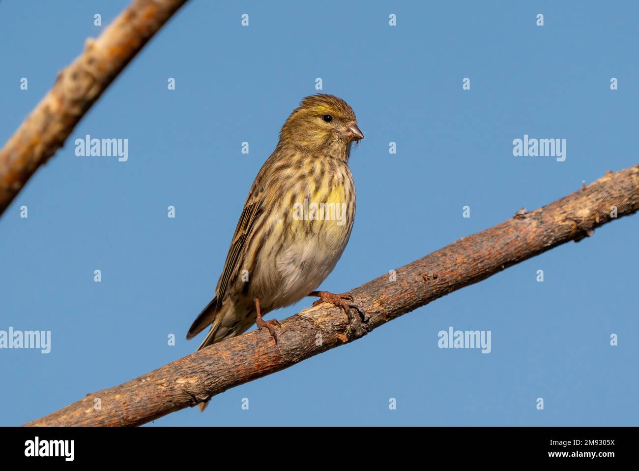 Das europäische Serin, oder einfach das Serin (Serinus serinus), ist die kleinste europäische Spezies der Familie der Finken (Fringillidae) und ist eng verwandt Stockfoto