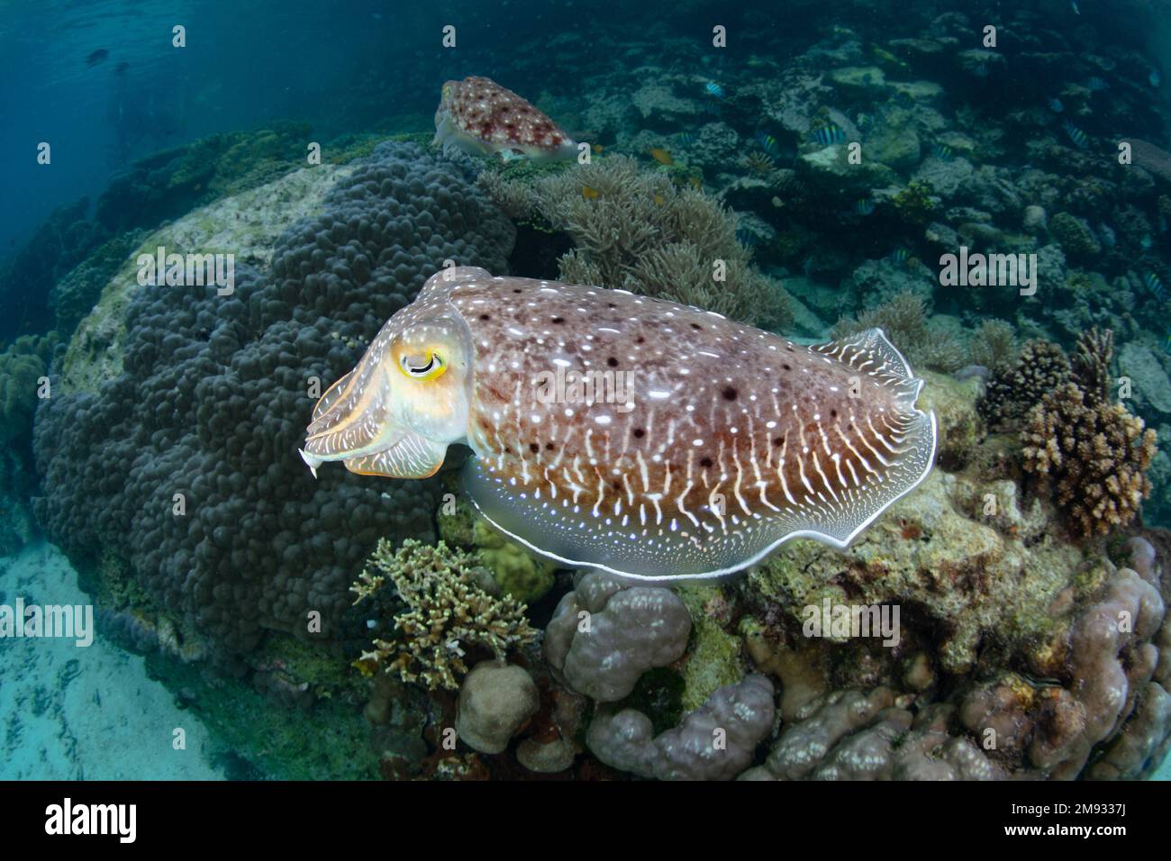 Ein Broadclub Tintenfisch, Sepia latimanus, schwebt über einem flachen Korallenriff auf den Salomonen. Diese Art findet sich oft in flachen Lebensräumen. Stockfoto