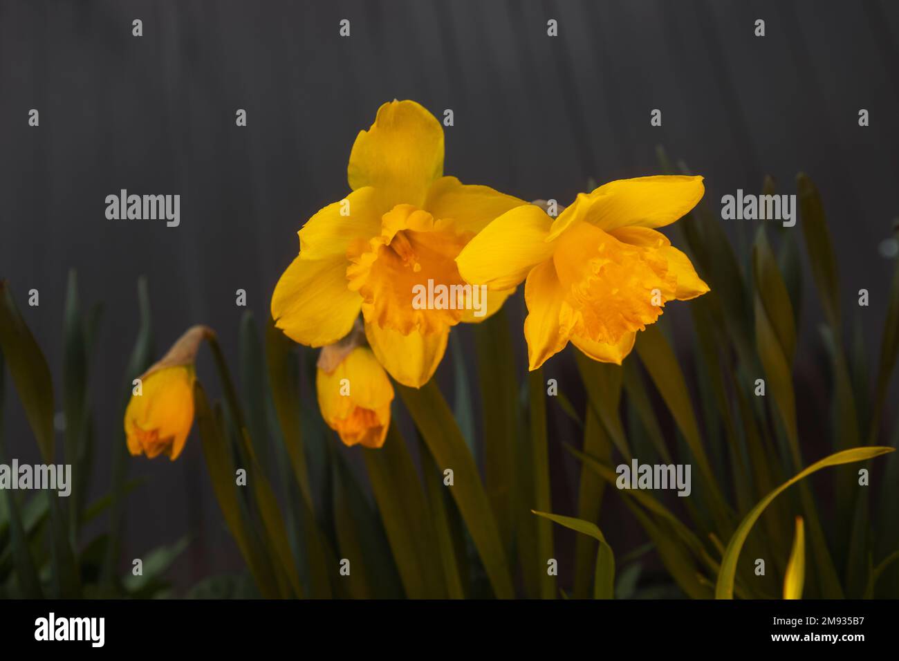 Frühlingsblumen Narzissen im Abendlicht Stockfoto