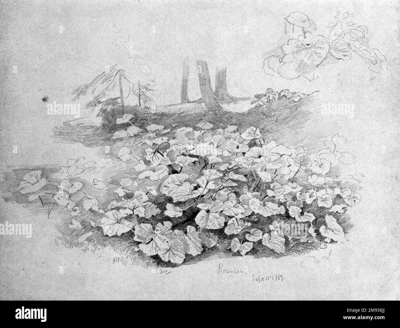 Werksstudie William Trost Richards (Amerikanisch, 1833-1905). Werksstudie, 11. September 1867. Graphit auf blauem gewebtem Papier, Blatt: 9 3/8 x 12 15/16 Zoll (23,8 x 32,9 cm). American Art 11. September 1867 Stockfoto