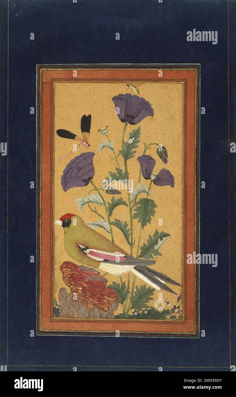 Finch, Poppies, Dragonfly und Bee Indian. Finch, Poppies, Dragonfly und Bee, 1650-1670. Lichtundurchlässige Aquarelle und Gold auf Papier, Blatt: 11 1/2 x 7 3/4 Zoll (29,2 x 19,7 cm). Die Mogul-Kaiser führten im 16. Jahrhundert botanische und ornithologische Gemälde in Nordindien ein. Dieses Gemälde stellt eine Variation dieser Tradition dar, da alle natürlichen Elemente in einer fantasievollen Palette intensiver Farben dargestellt wurden. Während die fantastische Gesteinsform und die Darstellung von mehr als einer Art an Gemälde des persischen Künstlers Riza „Abbasi erinnert, lässt die Verwendung von Schmucktönen vermuten Stockfoto