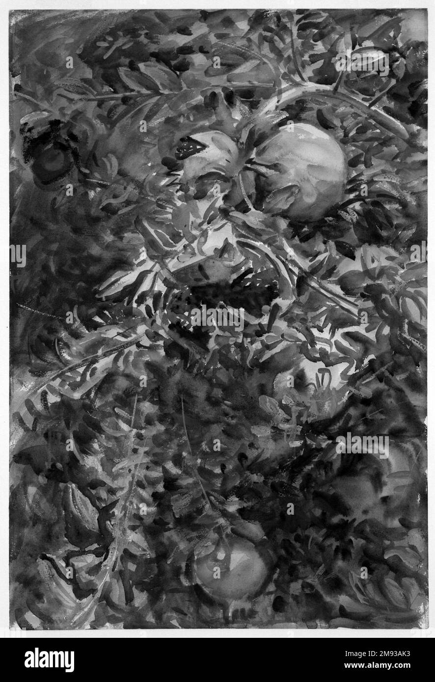 Granatäpfel John Singer Sargent (Amerikaner, geboren in Italien, 1856-1925). Granatäpfel, 1908. Undurchsichtige und lichtdurchlässige Aquarelle mit Graphitunterzeichnung, 21 3/16 x 14 7/16in. (53,8 x 36,7cm). Inspiriert von der üppigen Vegetation auf der Insel Mallorca, zeigt Pampelgranaten die Früchte aus nächster Nähe, einige platzen in Blitzen von roten Samen inmitten dichter grüner Blätter. Sargent hat alle räumlichen Bezugspunkte (Himmel oder Boden) ausgelassen und die Farbe und Struktur bis zum Rand des Blattes erweitert, wodurch die dekorative zweidimensionale Komposition erhöht wurde. In einigen Passagen seine Energie Stockfoto