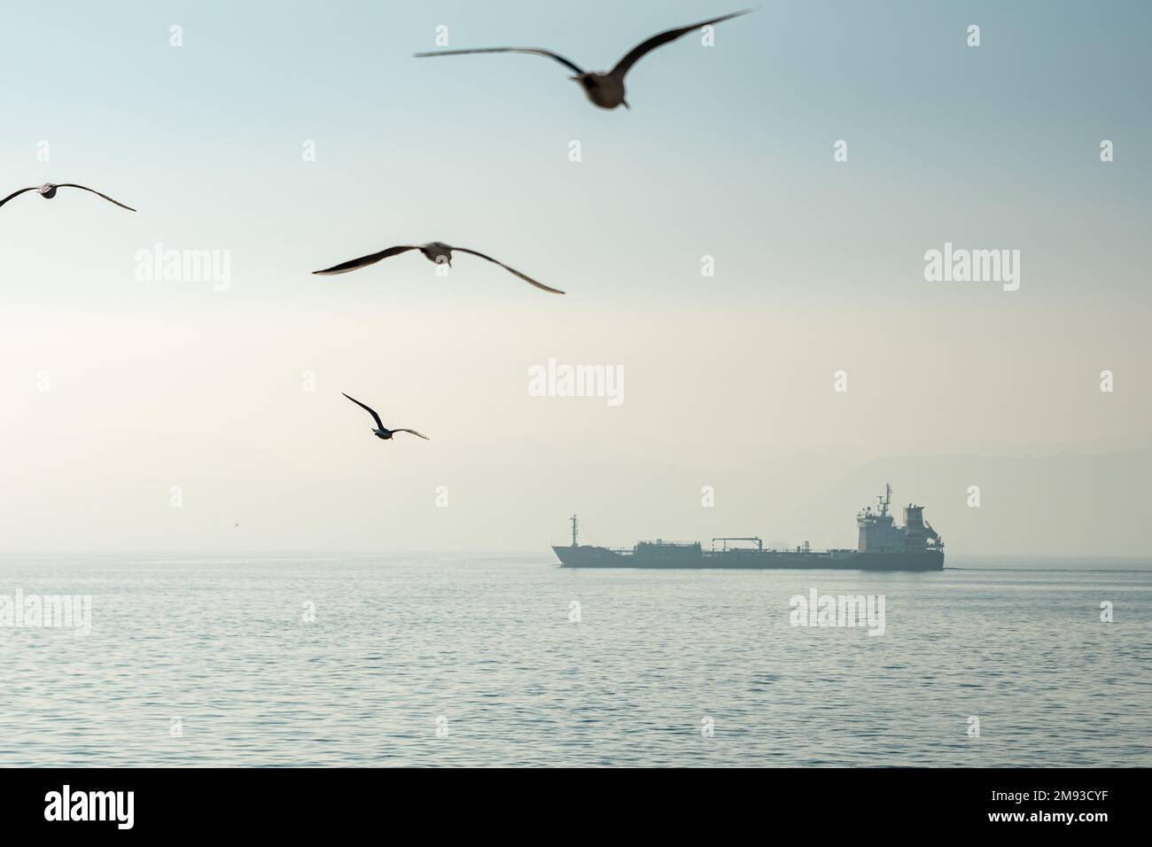 Frachtschiff auf See , Luftaufnahme eines allein fahrenden Frachtschiff auf offener See bei Sonnenaufgang. Vögel, die am Himmel fliegen Stockfoto