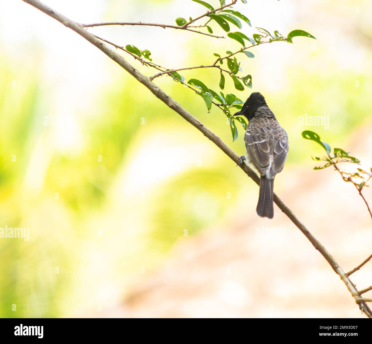 Das rote Bollwerk (Pycnonotus cafer) gehört zur Bollamfamilie der Passerinen. Es ist ein einheimischer Züchter auf dem gesamten indischen Subkontinent. Stockfoto