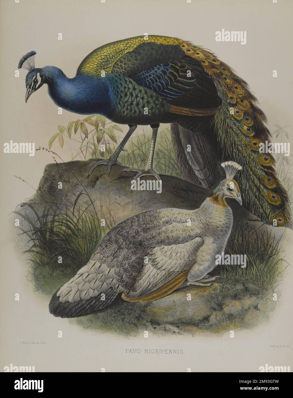 Pavo Nigripennis - Schwarzschulter Erbsenvögel Daniel Giraud Elliott (Amerikanisch, 1835-1915).. Farblithographie auf gewebtem Papier, 23 1/4 x 18 1/8 Zoll (59,1 x 46 cm). Diese zwei ornithologischen Abdrücke zeigen Vögel mit blauem Gefieder: Einen westlichen Sumpfhahn und einen schwarzen Pfau. Die Drucke von Gould und Elliot – zwei der berühmtesten Vogelkünstler des 19. Jahrhunderts – waren handgefärbt, um einen Eindruck lebendiger Lebensweise zu vermitteln, und sind wissenschaftlich genau und künstlerisch fesselnd. Beide Männer waren bedeutende Naturhistoriker und beruhten auf direkter Beobachtung, Reisen Stockfoto