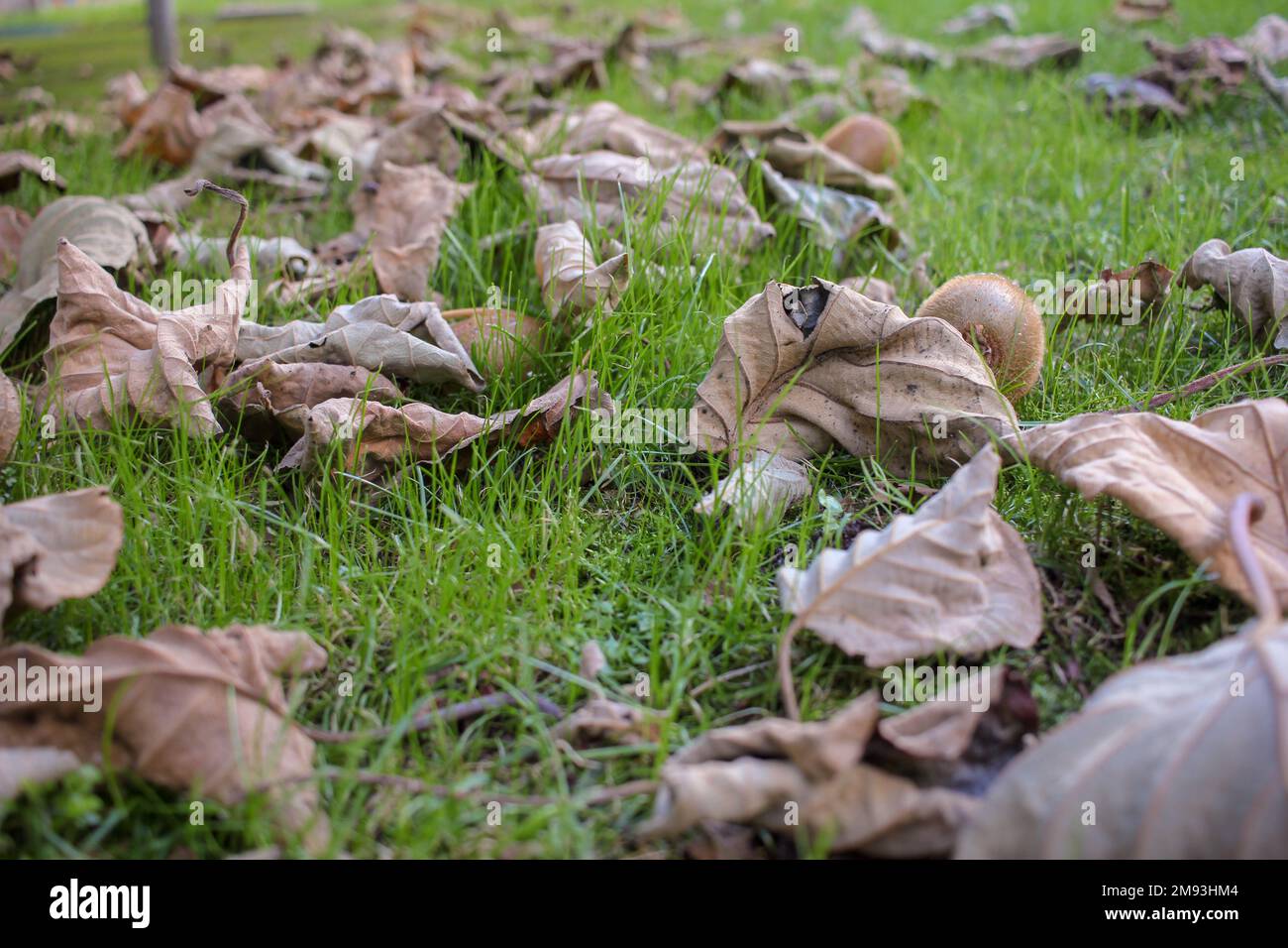 Mein Garten ist im Herbst voller Blätter und Kiwis Stockfoto