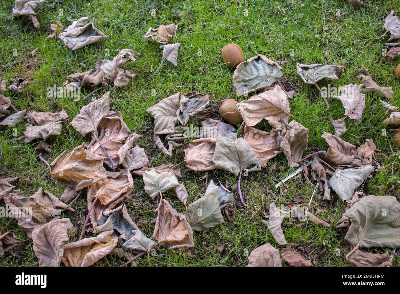 Mein Garten mit vielen Blättern und gefallenen Kiwis Stockfoto