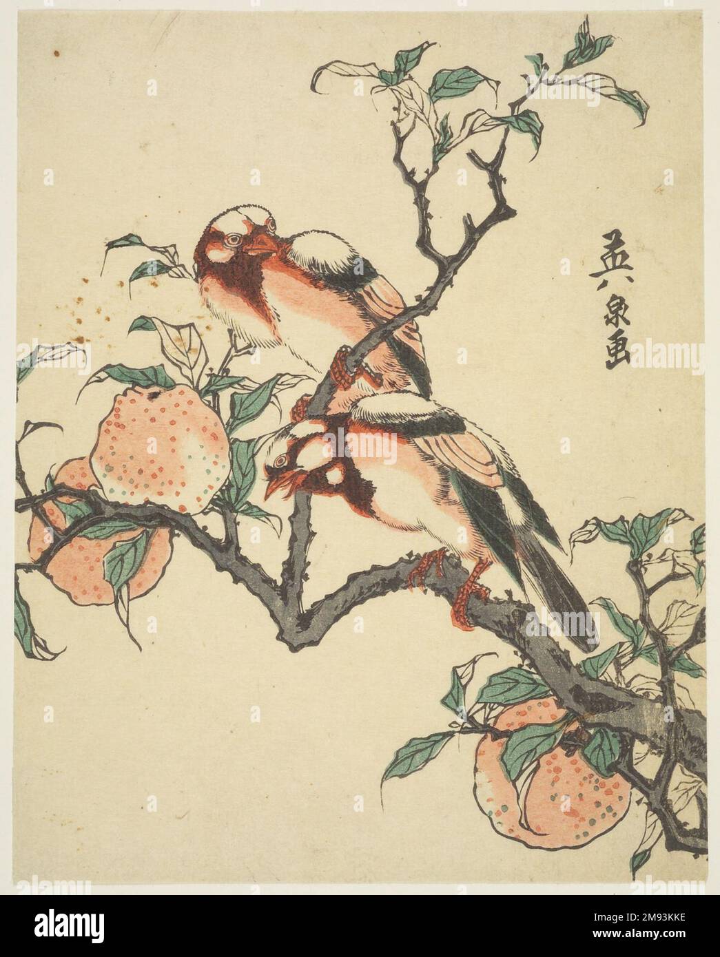 Granatäpfel und Vögel Eisen Keisai (Japanisch, 1790-1848). Granatäpfel und Vögel, ca. 1840. Farbiger Holzblock auf Papier, 8 1/2 x 6 11/16 Zoll (21,6 x 17 cm). Asiatische Kunst ca. 1840 Stockfoto