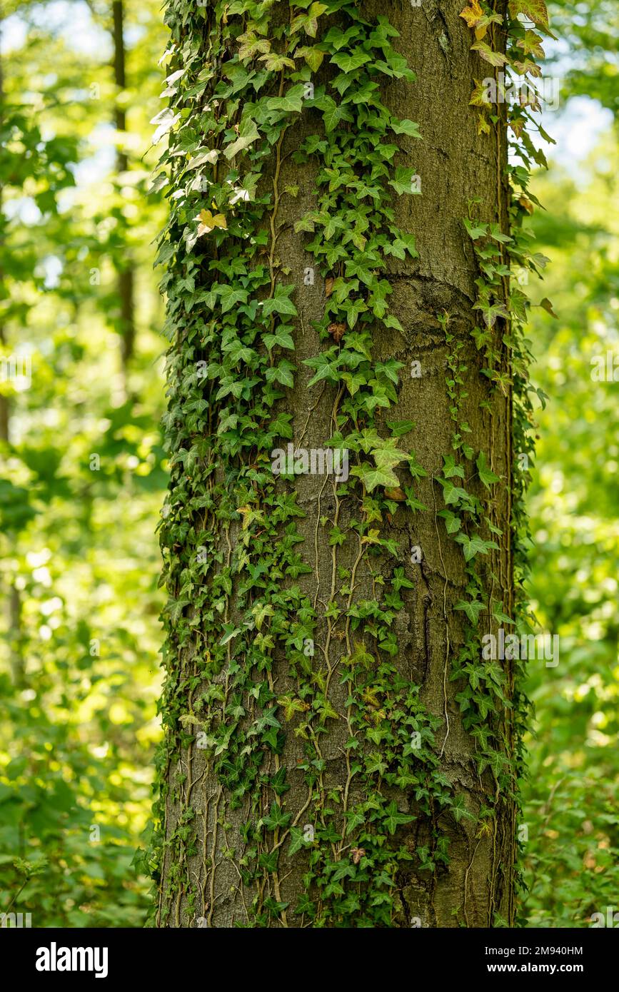 Details von grünen Ivy-Reben auf einem Buchenstamm in einem Wald Stockfoto