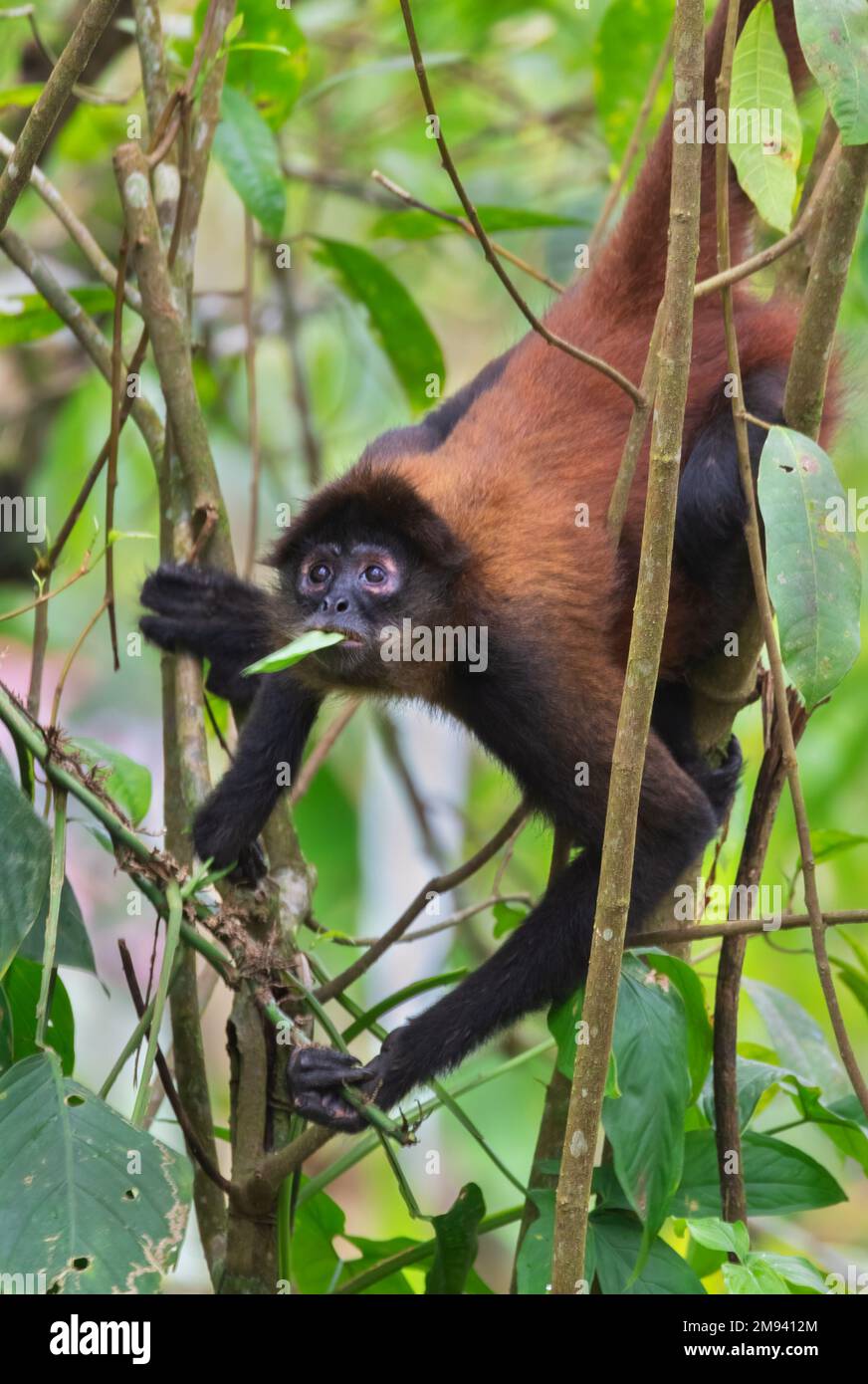 Spider Monkey (Ateles geoffroyi), der das Blatt frisst, Corcovado National Park auf der Halbinsel Osa, Costa Rica Stockfoto