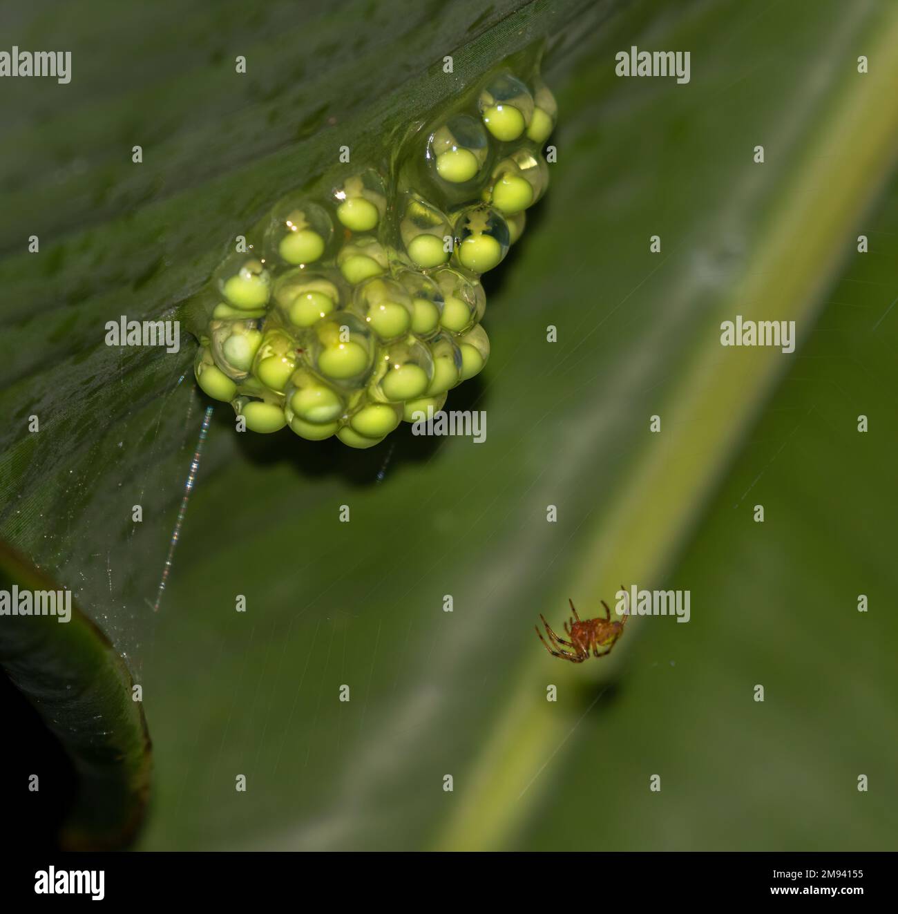Rothäugige Baumfrösche, Agalychnis callidryas, legen ihre Eier auf den Boden der Blätter Stockfoto