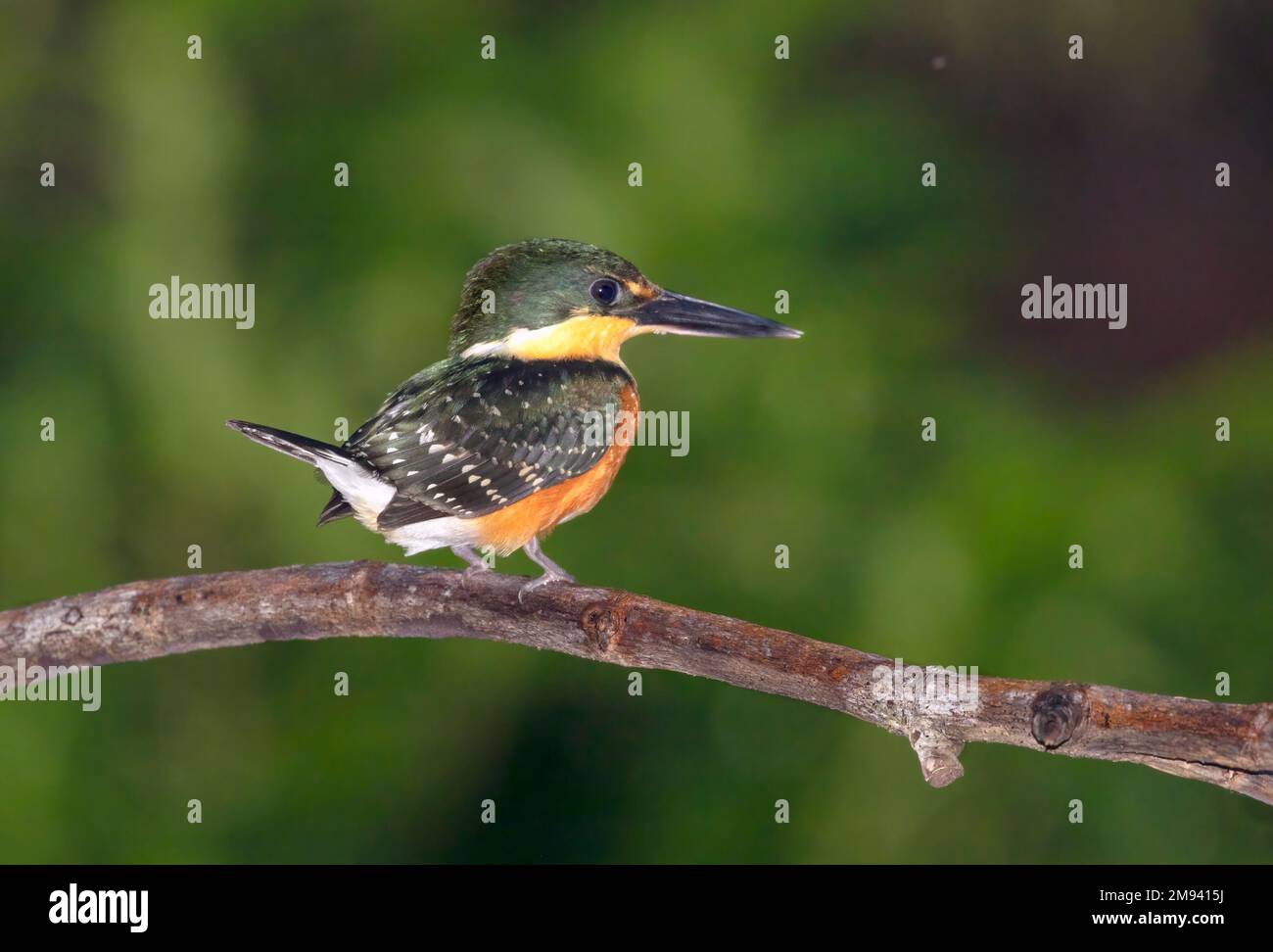 Der amerikanische Zwergkönigsfischer (Chloroceryle aenea) Stockfoto