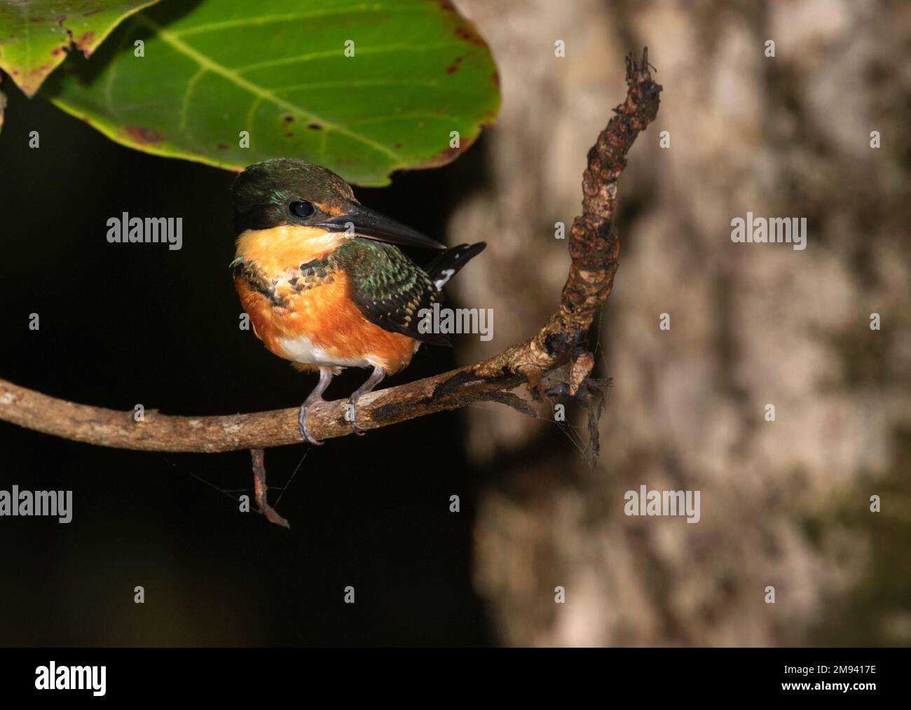 Der amerikanische Zwergkönigsfischer (Chloroceryle aenea) Stockfoto