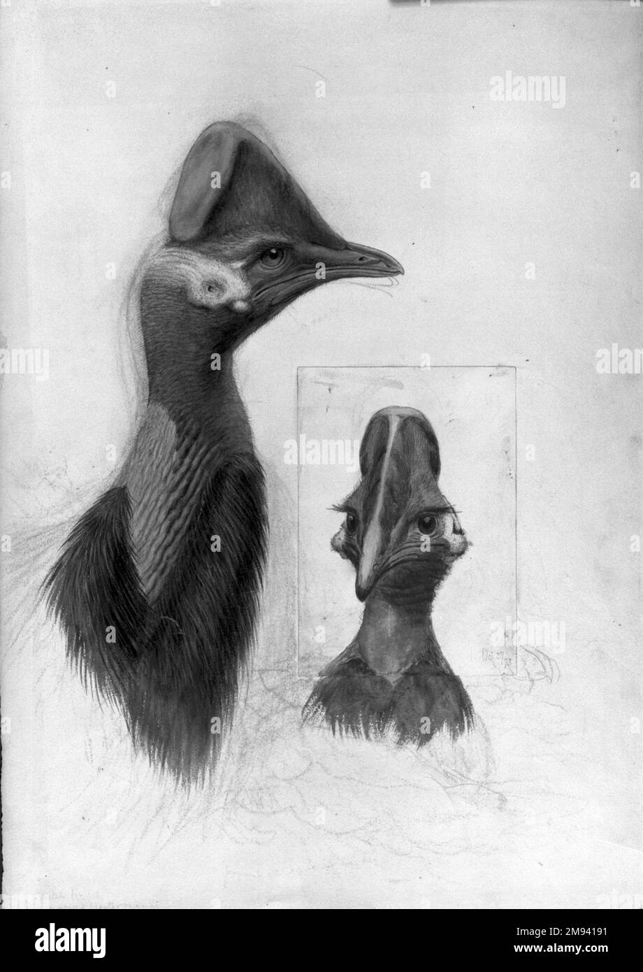 Casuarius Westerman John Gould (Britisch, 1804-1881). Casuarius Westerman, 1873. Aquarell, lichtundurchlässig, anthrazit, Graphit und selektiv aufgebrachte Glasur auf gewebtem Papier, 22 1/2 x 15 13/16 Zoll (57,2 x 40,2 cm). Der britische Naturforscher John Gould war berühmt für seine üppig illustrierten Bücher über Vögel. Diese Zeichnung bildete die Grundlage für eine Farblithographie in seinen Birds of New Guinea, die vier Jahre nach seinem Tod veröffentlicht wurde. Obwohl das Bild ein Paar Kasuare zu zeigen scheint, zeigt es tatsächlich zwei Ansichten desselben Vogels, der kürzlich im Londoner Zoo gestorben war. Der nach vorne gerichtete Vogel Stockfoto
