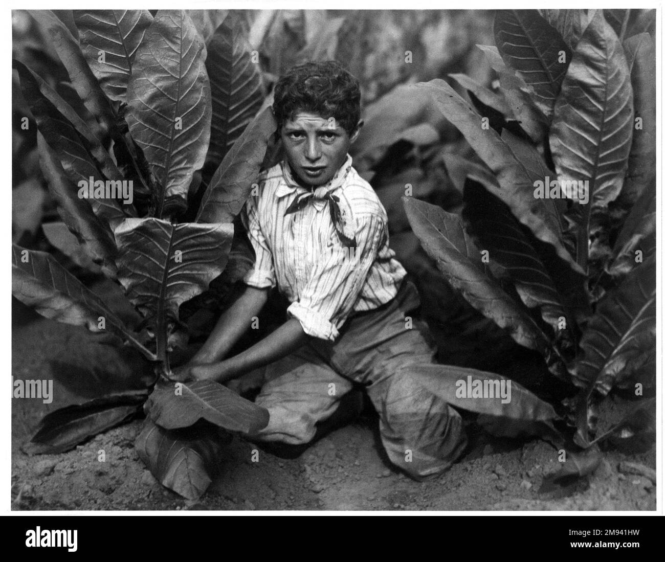 Kinderarbeit im Tabakfeld, Connecticut Lewis Wickes Hine (USA, 1874-1940). , 1916. Foto: Gelatine Silver, Bild: 10 1/2 x 13 1/2 cm (26,7 x 34,3 cm). Fotografie 1916 Stockfoto