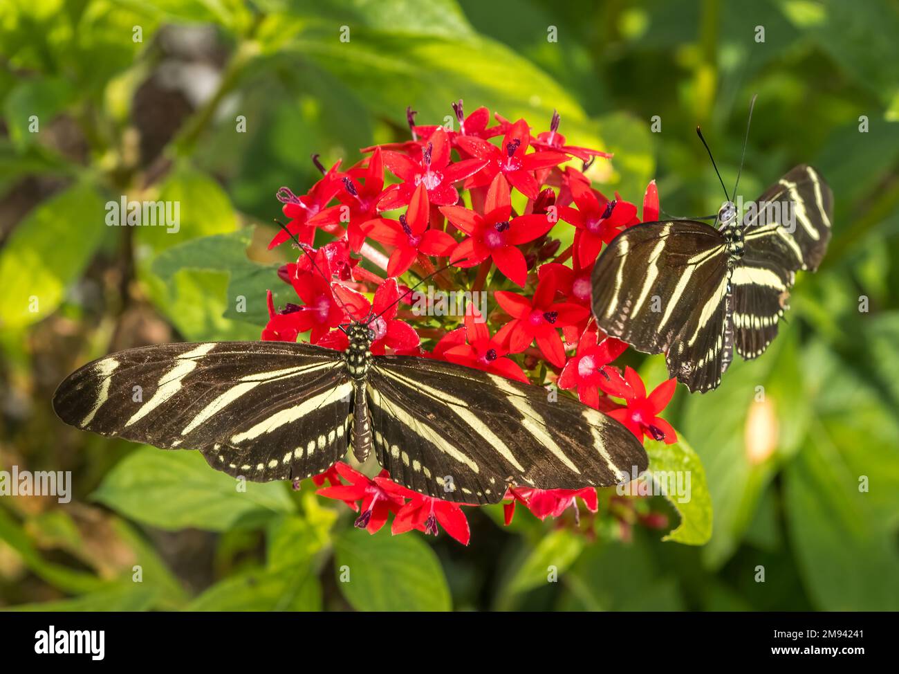 Zwei Zebra-Longwinger-Schmetterlinge, Heliconius charithonia, auf einer roten Sternenhimmel-Blume Stockfoto