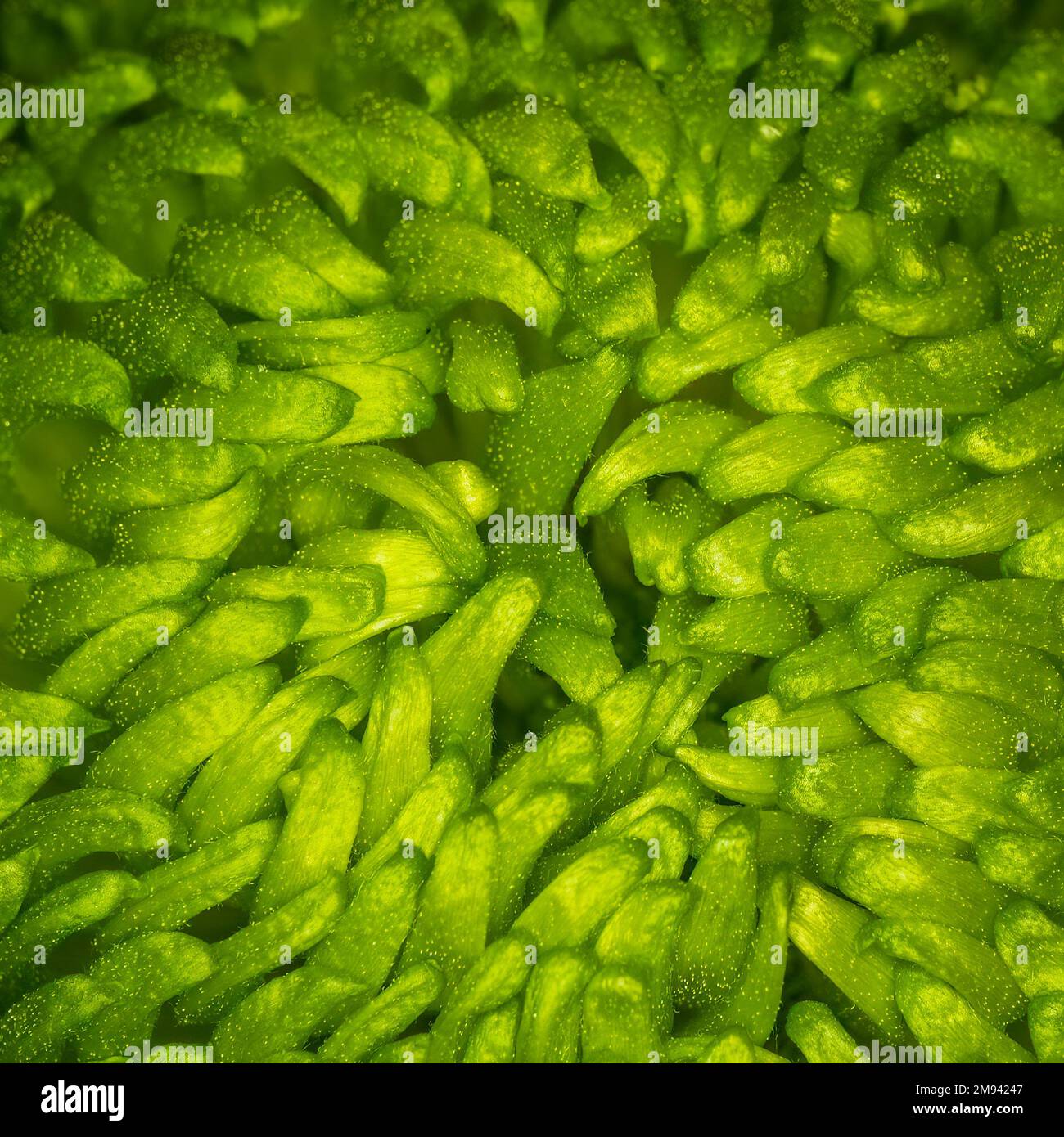 Nahaufnahme einer grünen Floristen-Gänseblümchen oder Mama ( Chrysanthemum), auch bekannt als Hardy Garden Mum Stockfoto