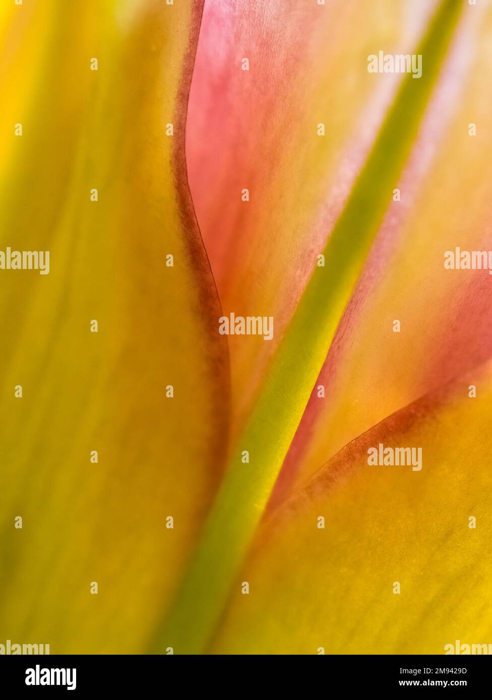 Nahaufnahme der gelben, roten und grünen Blume Stockfoto