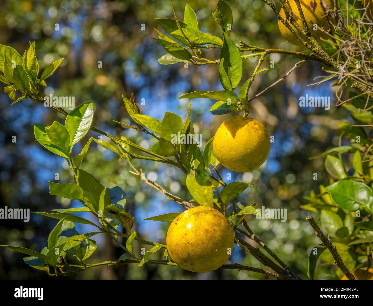 Nahaufnahme von Orangen, die an einem Baum im Südwesten Floridas, USA, wachsen Stockfoto