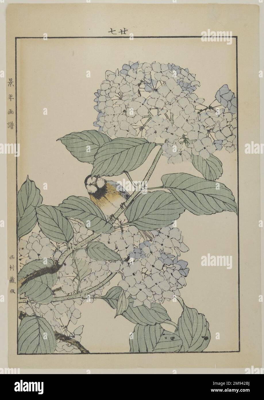 [Untitled] (Vogel mit Hydrangea) Unbekannt.. Druck, Sonstiges (Sight): 12 3/16 x 8 7/16 Zoll (31 x 21,4 cm). Asiatische Kunst Stockfoto