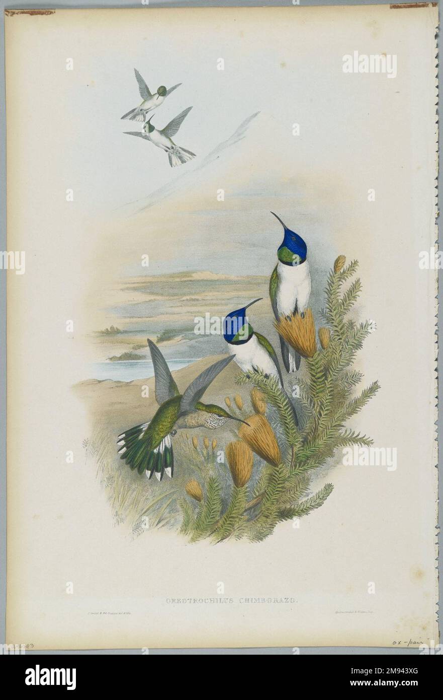 Oreotrochilus Chimborazo: Hill Star John Gould (Britisch, 1804-1881). Oreotrochilus Chimborazo: Hill Star. Farblithographie auf gewebtem Papier, 21 1/2 x 14 3/8 Zoll (54,6 x 36,5 cm). Europäische Kunst Stockfoto