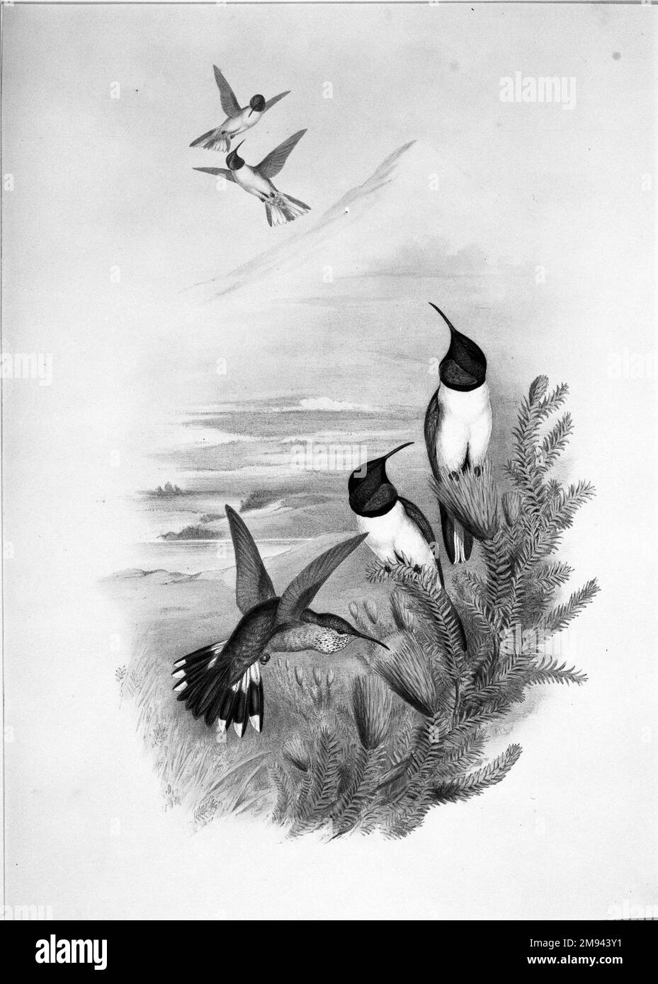 Oreotrochilus Chimborazo: Hill Star John Gould (Britisch, 1804-1881). Oreotrochilus Chimborazo: Hill Star. Farblithographie auf gewebtem Papier, 21 1/2 x 14 3/8 Zoll (54,6 x 36,5 cm). Europäische Kunst Stockfoto