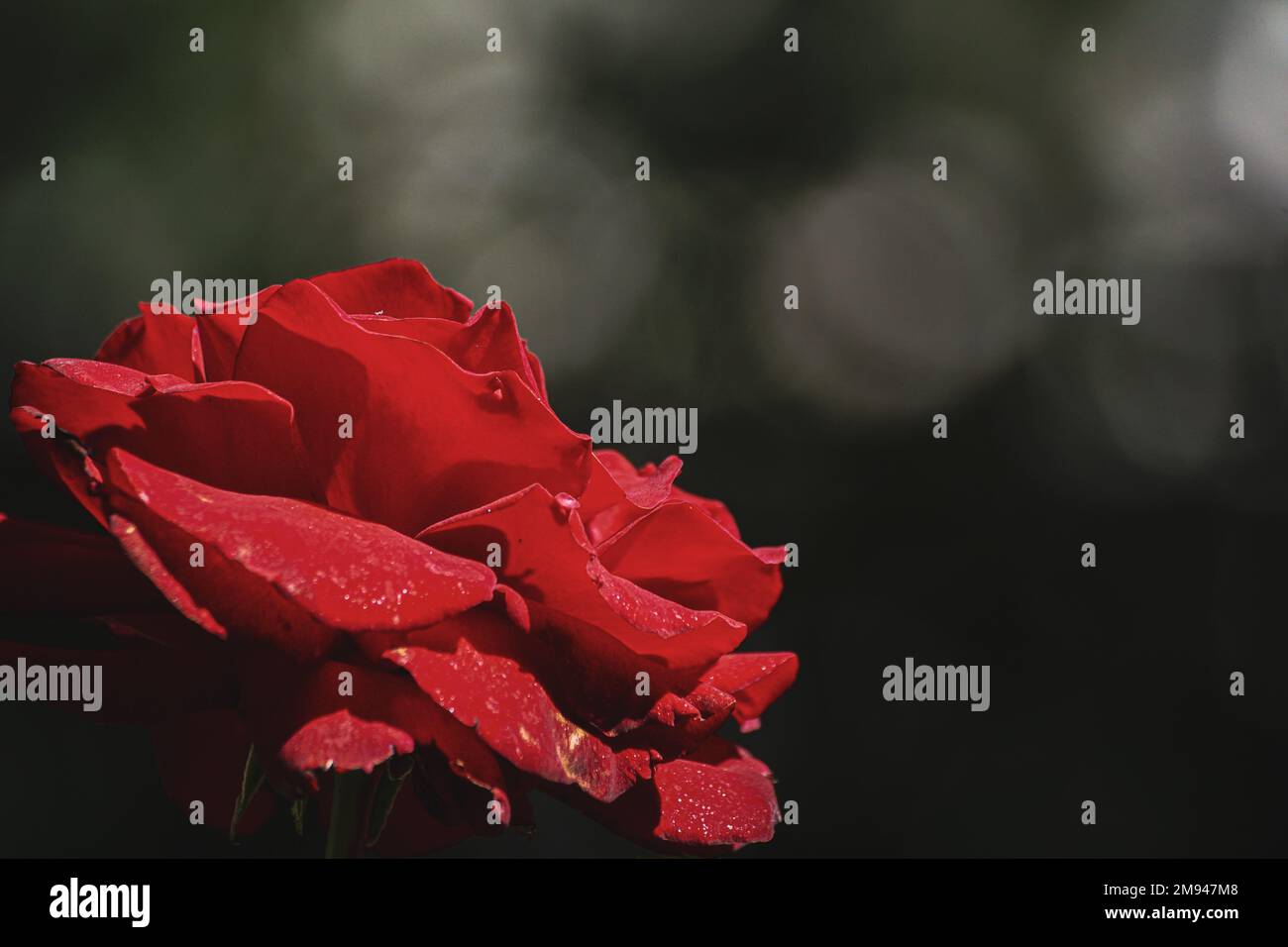 Nahaufnahme einer roten Rose während des Tages Stockfoto