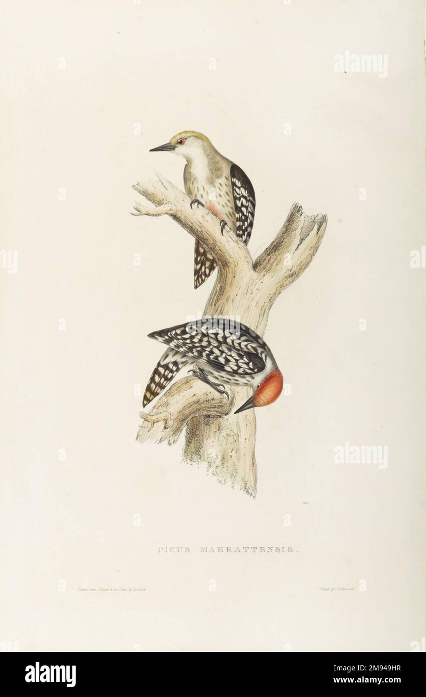 Picus Mahrattensis John Gould (Britisch, 1804-1881). Lithografie auf gewebtem Papier, 21 7/8 x 13 7/8 Zoll (55,6 x 35,2 cm). Europäische Kunst Stockfoto